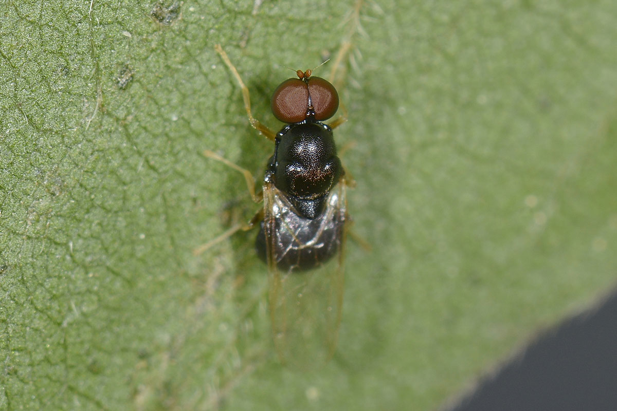 Pachygaster  leachii (Stratiomidae)